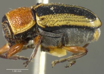 Media type: image;   Entomology 5048 Aspect: habitus lateral view
